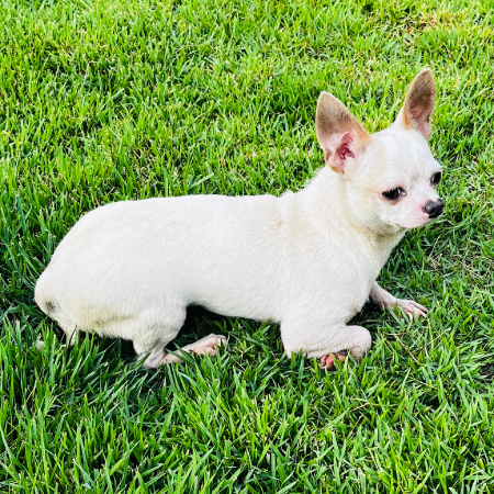cachorro08