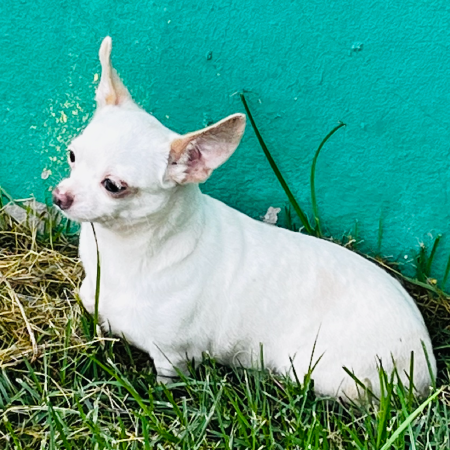 cachorro10